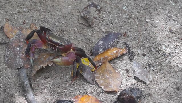 Seychelles Land Crab walking on sand holding leaf before entering hole