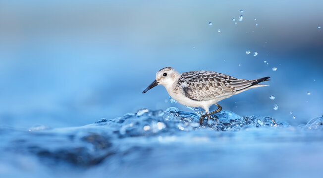 Calidris alba sandy sandstone it walks in the water and searches for food in the waves.