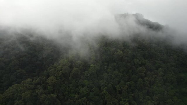 High angle view over verdant jungle treetops - drone flies into misty conditions hovering over tree canopy