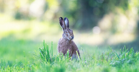 The hare sits in the grass and observes the surroundings.