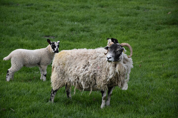 Horned Ewe with Lambs in a Field