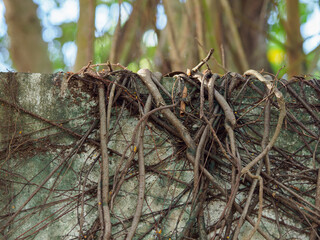 Tree roots on brick wall