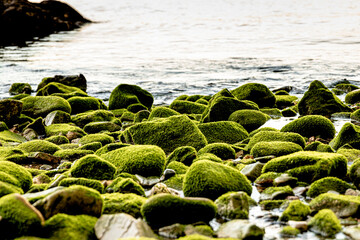 moss on beach rocks