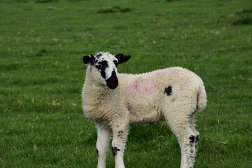 Precious White and Black Lamb Standing in a Field