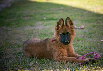 Naklejka premium Chien dans l'herbe