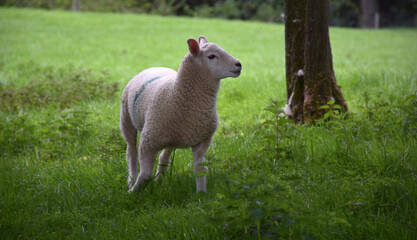 Obraz premium Young White Juvenile Lamb Standing in a Field
