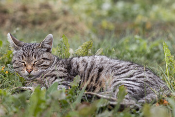 cat sleeps lying in green grass in nature
