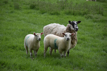 Family of Sheep with Two Lambs in a Field