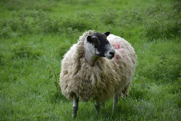 Obraz premium Sheep with a Sheared Head in a Field