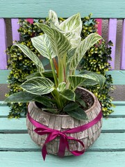Philodendron Birkin Plants in pot