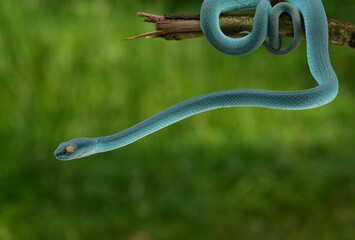 Trimeresurus insularis, Indonesian pit viper, Lesser Sunda Islands pit viper, Sunda white lipped pit viper is a venomous pit viper species found in eastern Java and the Lesser Sunda Islands, Indonesia