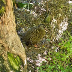 Weka, New Zealand