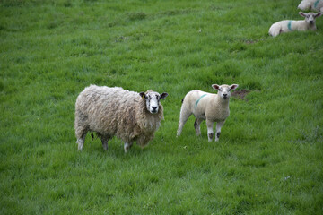 Small Herd of Sheep in a Field