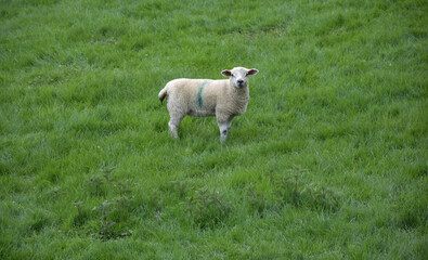 Obraz premium Wooly White Lamb Standing in a Field