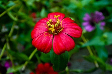 Close up of an red osteospermum, or African daisy.