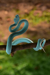 Snake hiss, Trimeresurus insularis, Indonesian pit viper, Lesser Sunda Islands pit viper, Sunda white lipped pit viper is a venomous pit viper species found in eastern Java and the Lesser Sunda Island