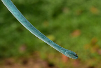 Trimeresurus insularis, Indonesian pit viper, Lesser Sunda Islands pit viper, Sunda white lipped pit viper is a venomous pit viper species found in eastern Java and the Lesser Sunda Islands, Indonesia