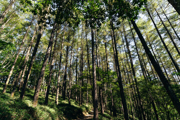 唐松尾根。大菩薩嶺までの登山道。