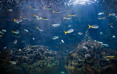 Fototapeta na wymiar Aquarium Oceanographic Valencia