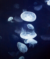 Jellyfish in  aquarium in Oceanographic Valencia