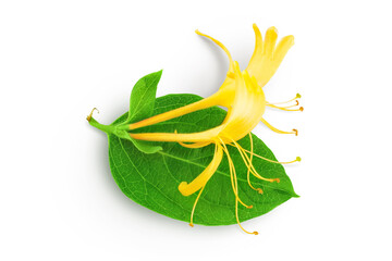 honeysuckle flower isolated on white background with full depth of field. Top view. Flat lay