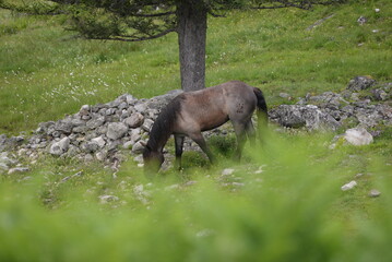 Auf der Almweide, wunderschöne Noriker Pferde auf der Bergweide