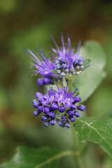 Obraz premium Close-up of Caryopteris clandonensis 
