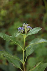 Close-up of Caryopteris clandonensis "Summer sorbet" in bloom. Blue blossoms on plant on summer