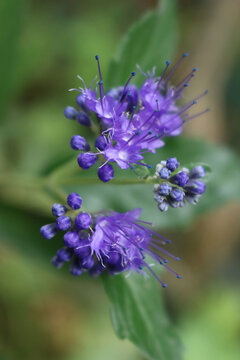 Close-up of Caryopteris clandonensis "Summer sorbet" in bloom. Blue flowers on plant on summer