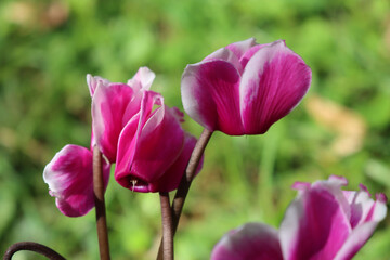 Close-up of pink and white flowers of cyclamen plant in bloom in the garden on a sunny day