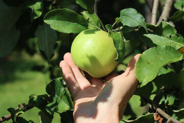 Close-up of female hand holding ripe green Granny Smith apple on tree branches on late summer