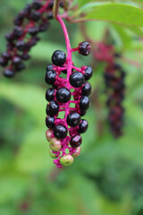 Close-up of Phytolacca americana ripe berries on branches. Pokeweed plant in the garden on late summer