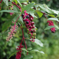 Close-up of Phytolacca americana ripe berries on branches. Pokeweed plant in the garden on late summer