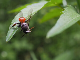 Insect dies on green leaf