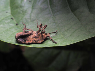 Insect dies on green leaf