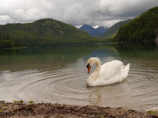 Schwan auf einem See mit bergigem Hintergrund