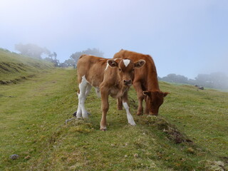 Fototapeta na wymiar Zufriedene Kühe auf einer Weide mit Wolken-Hintergrund