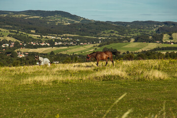 Konie na polanie