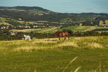 Konie na polanie © Studio Migafka