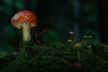 Fly agaric or Fly amanita (Amanita muscaria) is a basidiomycete of the genus Amanita.