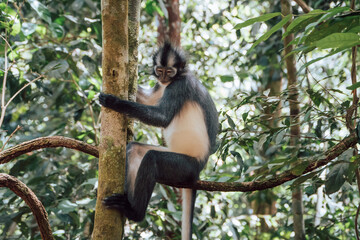 A Thomas Leaf (langur) monkey in the jungle of North Sumatra, Indonesia