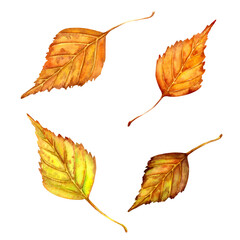 Autumn birch leave set. Watercolor illustration isolated on white