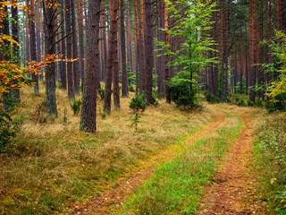 autumn pine tree deep forest, moody woods, fall season weather