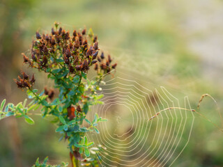 dry wildflower with spider cobweb in a morning woodland, close up nature background with copy space