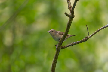 Fototapeta premium Garden warbler (Sylvia borin) on a branch in the forest.