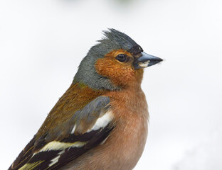 Common chaffinch (Fringilla coelebs) male closeup with white snow in the background.