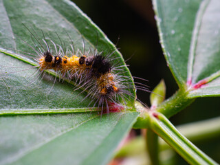 Yellow and black caterpillars on green leave.Lepidoptera worm.