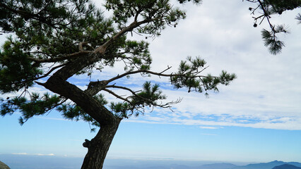 The beauty and strength of the pine trees.