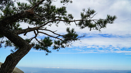 The beauty and strength of the pine trees.