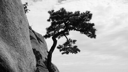 The beauty and strength of the pine trees.